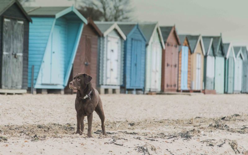 Best Dog Friendly Beaches Dorset