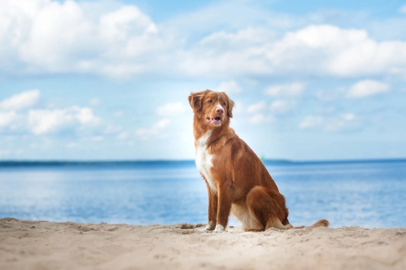 Best Dog Friendly Beaches Uk