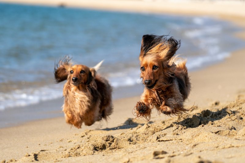 Best Dog Friendly Beaches