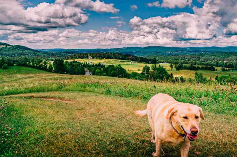 Best Dog Friendly Getaways