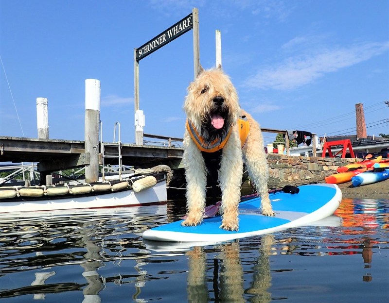 Best Dog Friendly Lakes