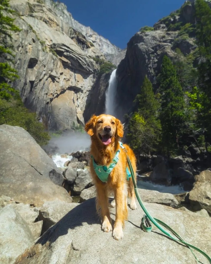 Best Dog Friendly National Parks