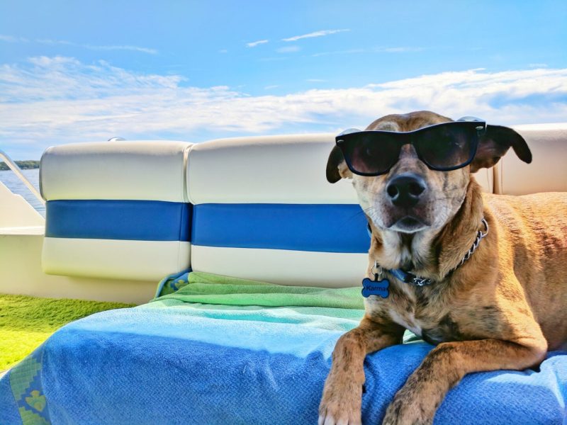 Best Dog Friendly Resorts In California