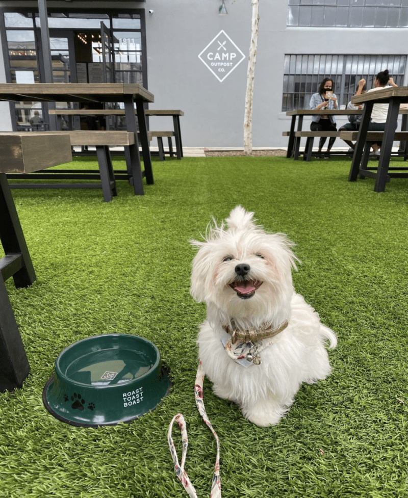 Best Dog Friendly Restaurants Houston