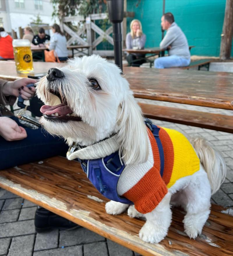 Best Dog Friendly Restaurants Portland