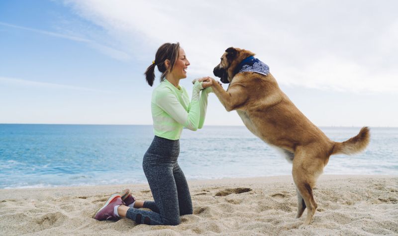 Best Dog Friendly Vacations On The East Coast