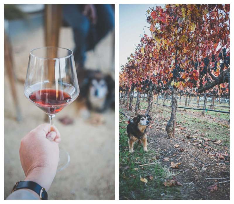 Best Dog Friendly Wineries Sonoma