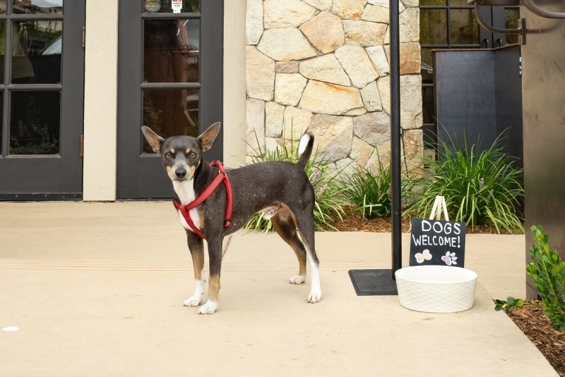 Best Dog Friendly Winery Near Me