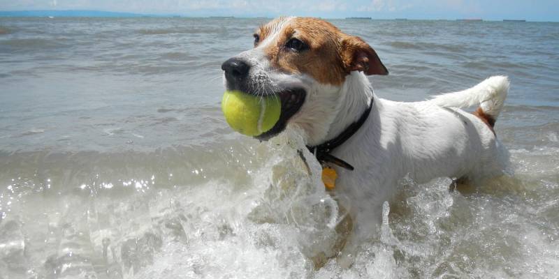 Best Dog Vacations On East Coast