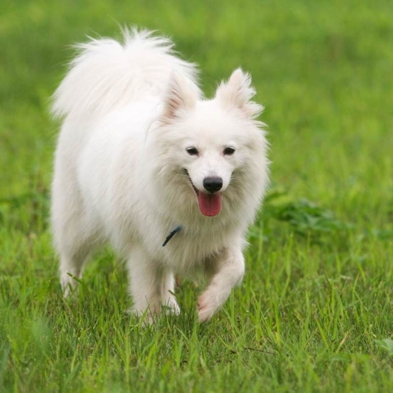 Best Friendly Dog Breeds In India