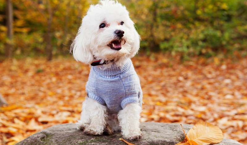 Best Friendly Dog For Family