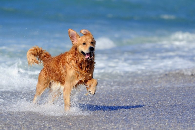 Best Pet Friendly Family Vacations