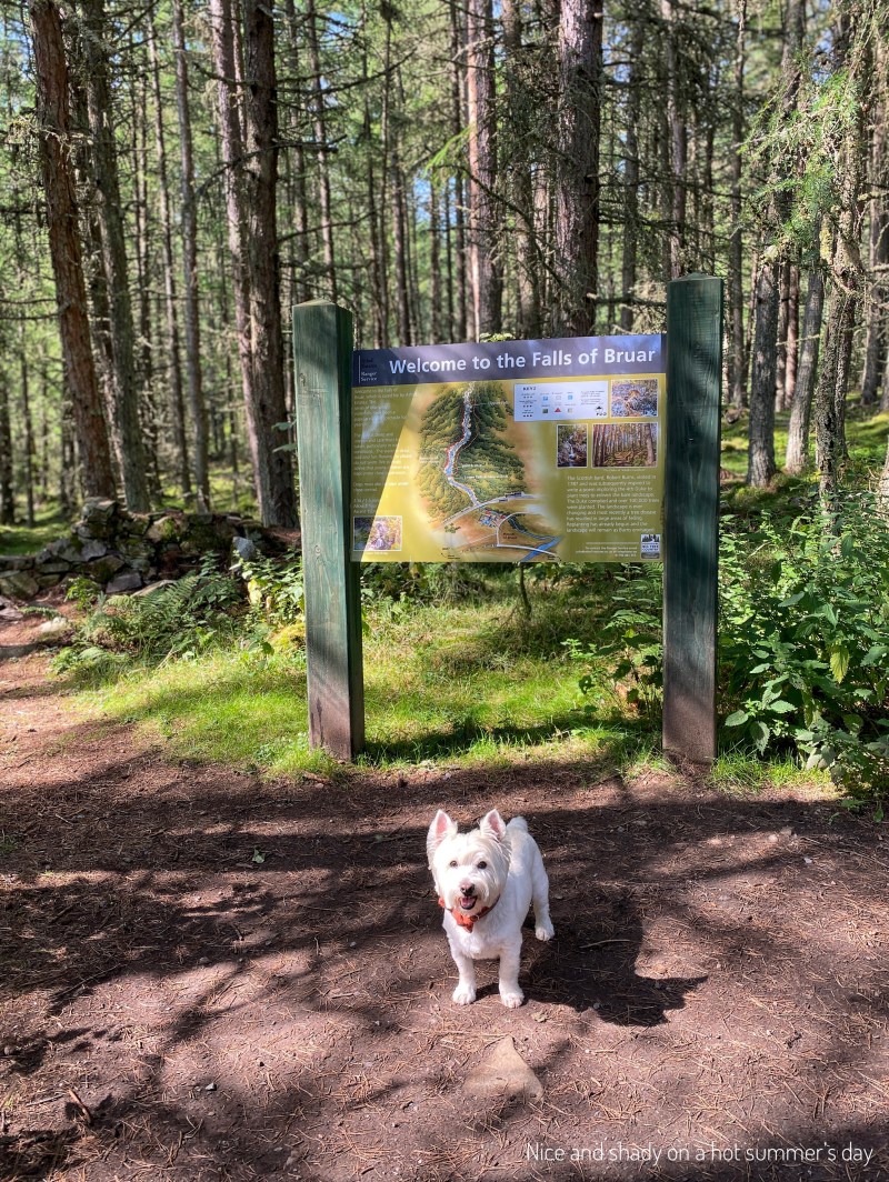 Day Trips With Dogs Scotland