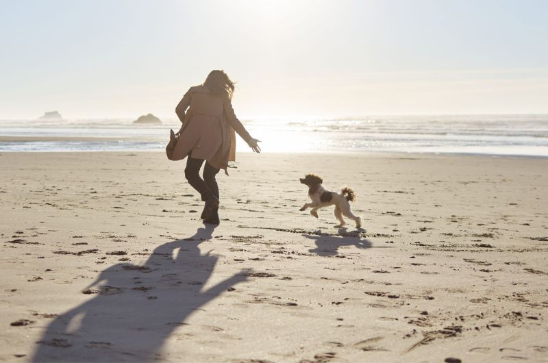 Dog Friendly Beaches East Coast Uk