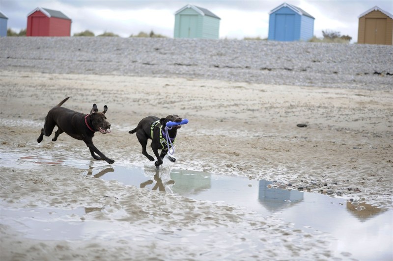 Dog Friendly Beaches East Lothian