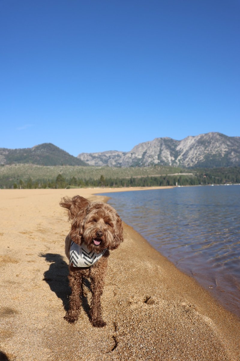 Dog Friendly Lake Resorts Near Me