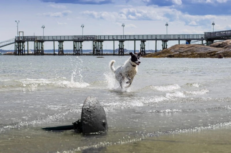 Dog Friendly Vacations In New England