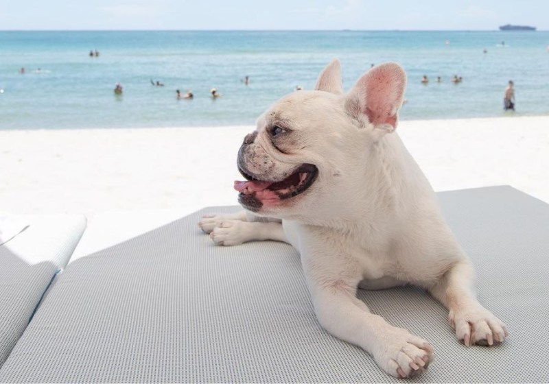 Dog Friendly Vacations Maryland