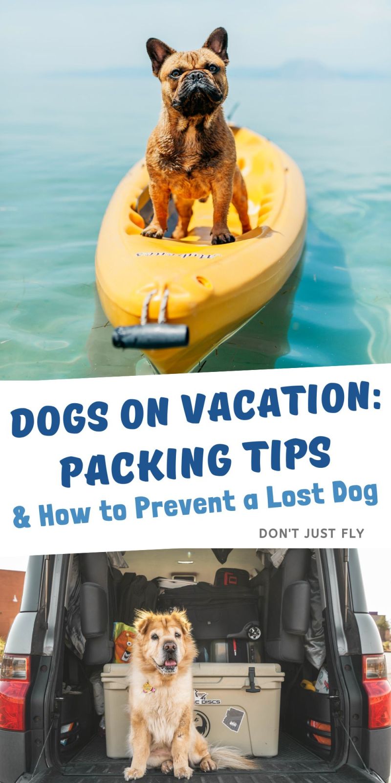 Fun Vacations To Take With Your Dog