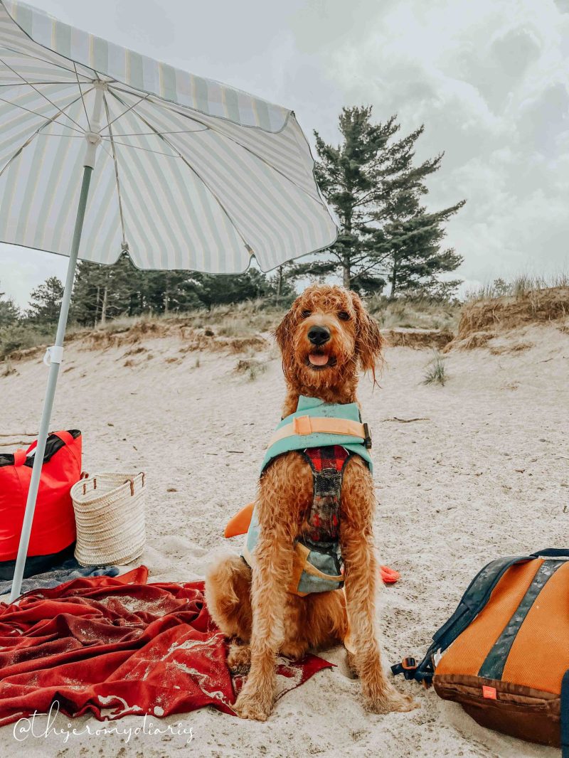 Good Dog Friendly Beaches Near Me