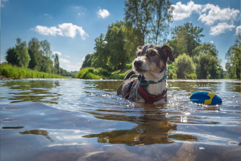 Good Vacations With Dogs