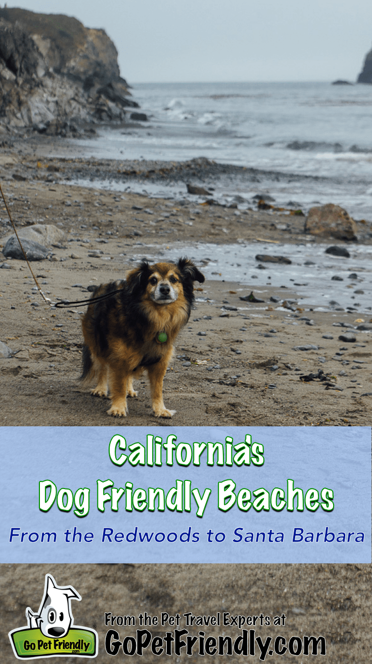 Most Dog Friendly Beaches East Coast