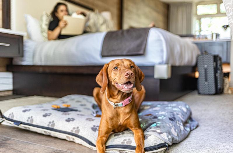 Pet Friendly Vacations Pennsylvania