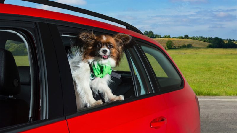 Best Dog Friendly Cars