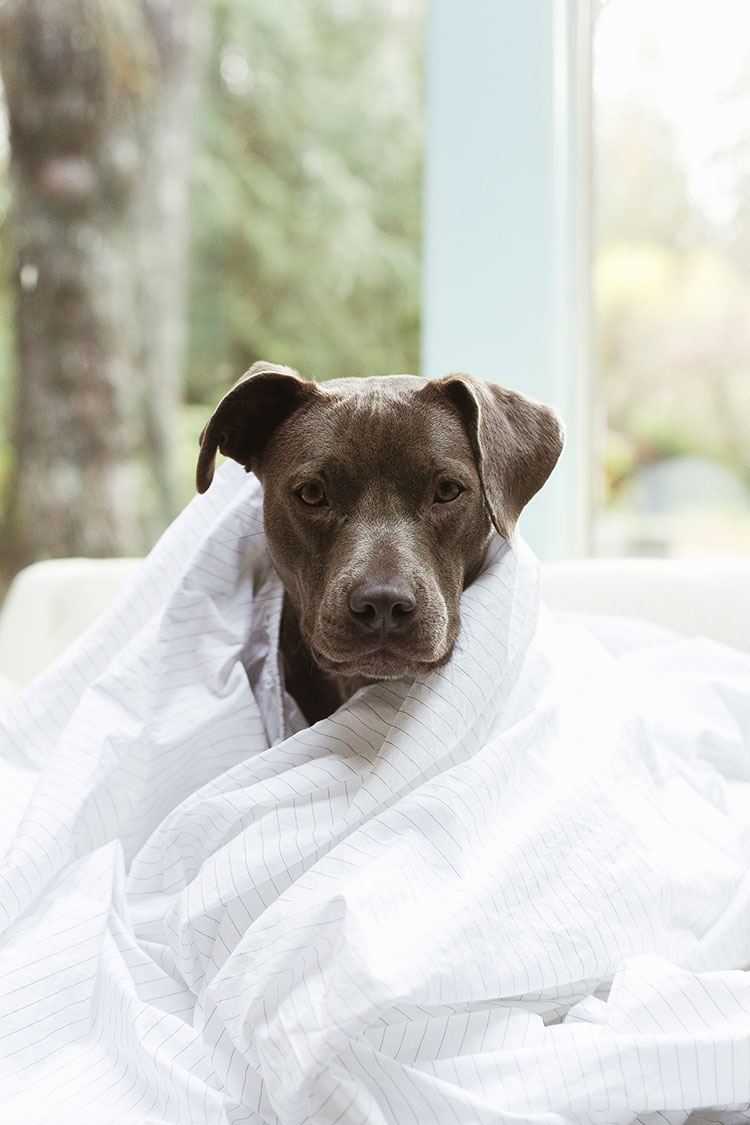 Best Dog Friendly Duvet Covers