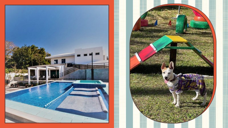 Best Dog Friendly Resorts Near Me