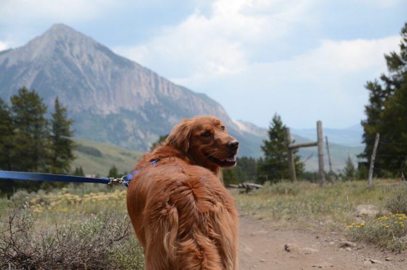 Best Dog Friendly Trails