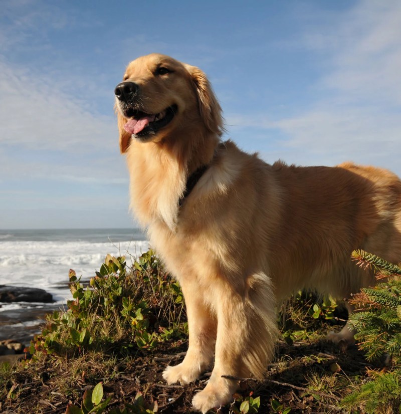 Best Pet Friendly Resorts In Oregon