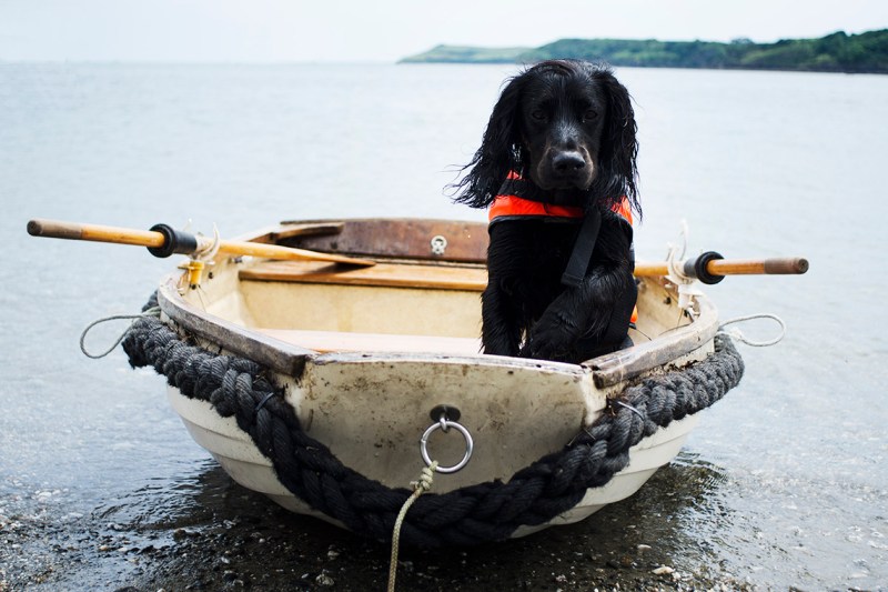 Boat Trips With Dogs Cornwall