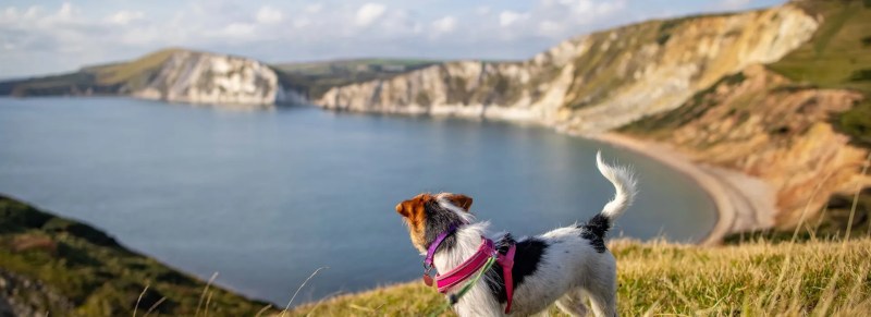 Dog Friendly Holidays Dorset