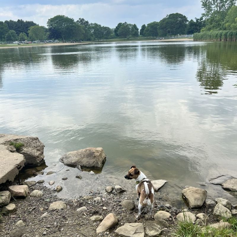 Dog Friendly Lakes Near Me To Swim