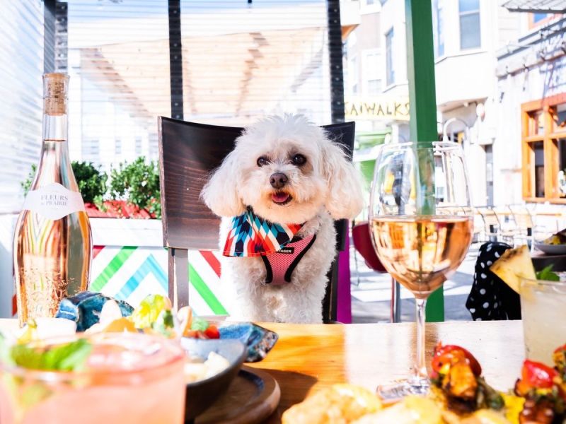 Dog Friendly Restaurants And Bars Near Me