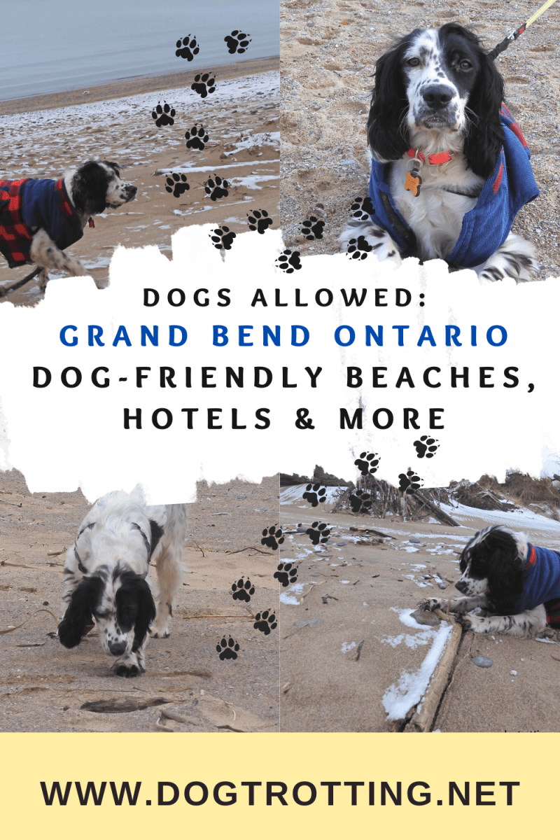 Dog Friendly Trips Ontario