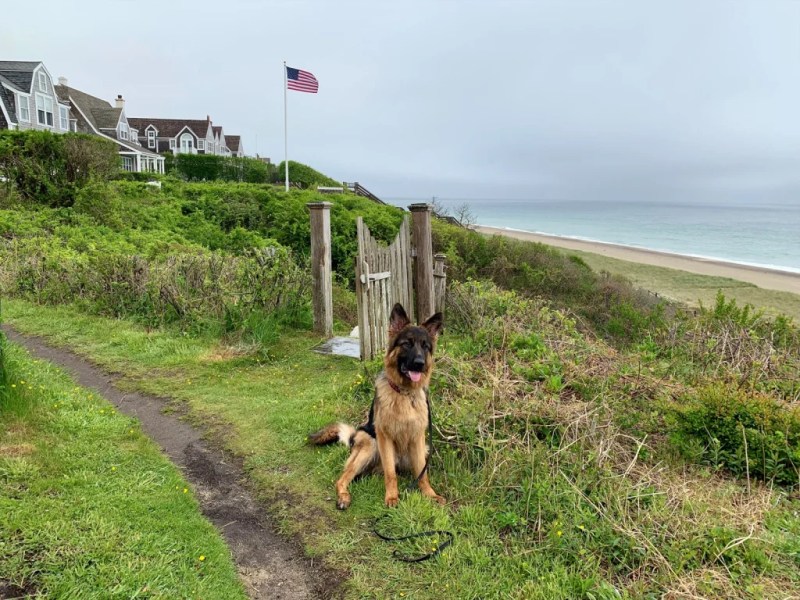 Dog Friendly Vacations In Northeast