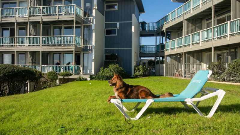 Dog Friendly Vacations North Carolina