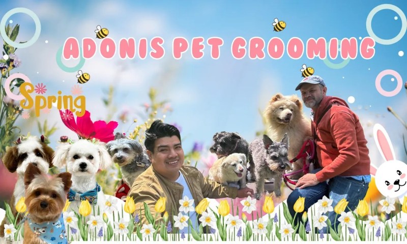 Dog Grooming And Vaccinations Near Me