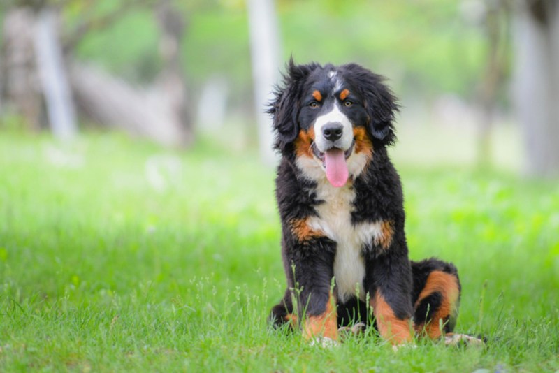 Good Friendly Dog Breeds