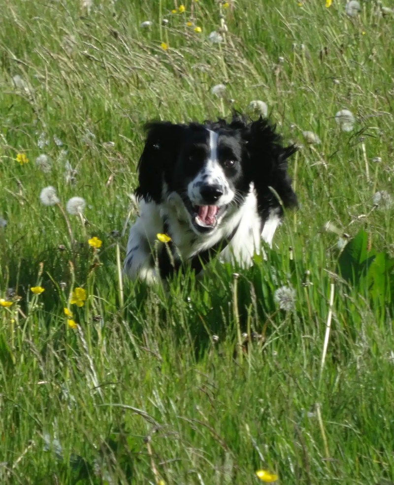 Holiday Cottages In Lake District Dog Friendly