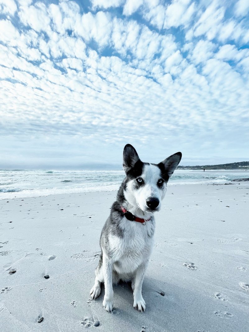 Off Leash Dog Friendly Beaches Near Me