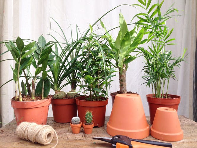 What To Do With Plants When You Go On Vacation