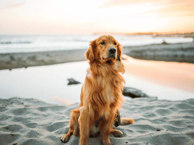 Where To Leave My Dog While On Vacation